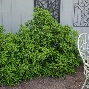 Viburnum Moonlit Lace